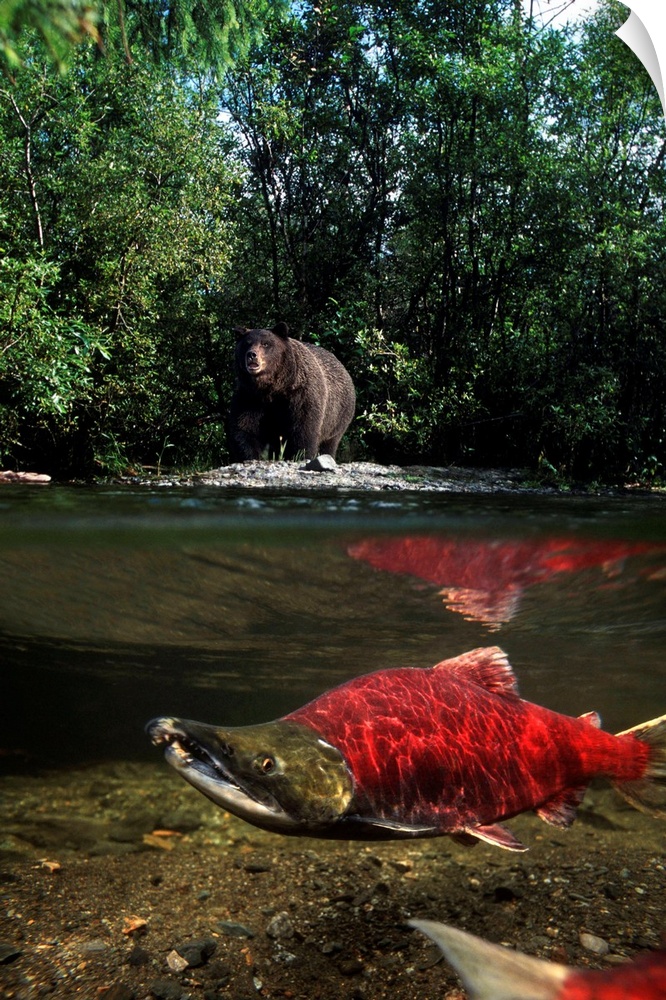 Grizzly Watches Salmon from Riverbank