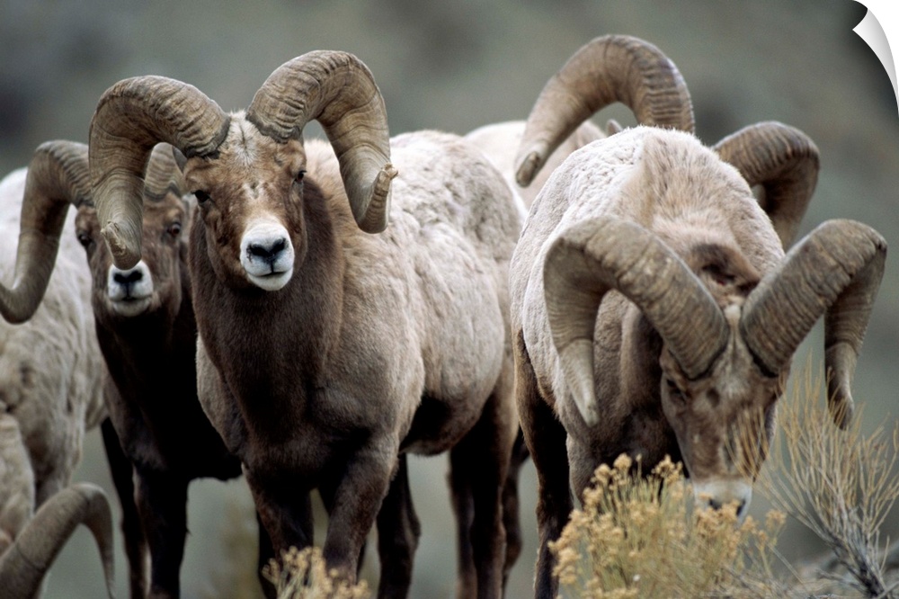 Group of bighorn sheep rams in Yellowstone National Park, Montana, United States of America