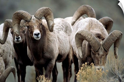 Group Of Bighorn Sheep Rams In Yellowstone National Park, Montana
