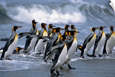 Group Of King Penguins Walking In Surf On Beach, South Georgia Island, Antarctic, Summer