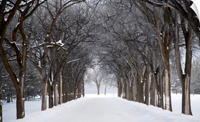Grove Of Trees In Winter Fog, Assiniboine Park, Winnipeg, Manitoba, Canada