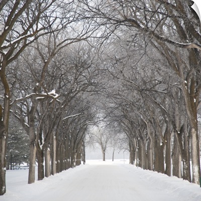 Grove Of Trees In Winter Fog, Assiniboine Park, Winnipeg, Manitoba, Canada