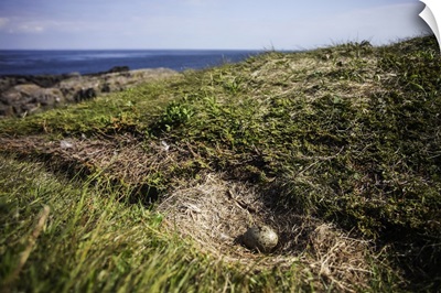 Gull Egg In Nest, Brier Island, Nova Scotia, Canada