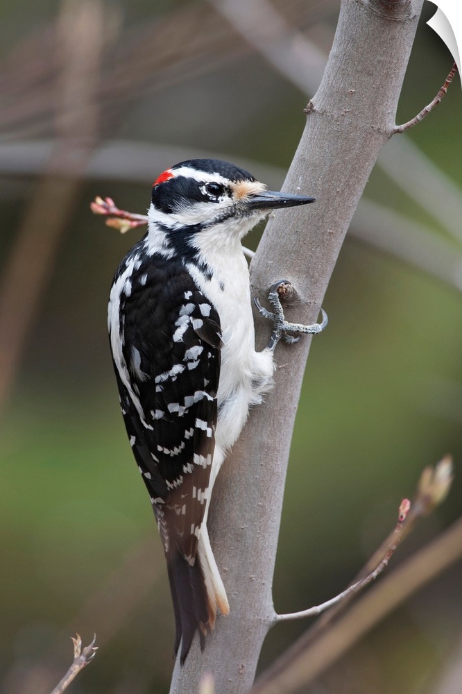 Hairy Woodpecker Perched On Small Tree; Southeastern Ontario, Canada