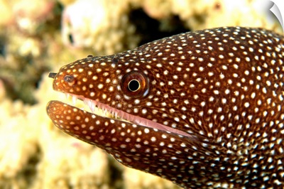 Hawaii, A Whitemouth Moray Eel's (Gymnothorax Meleagris) Mouth