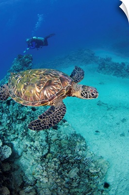 Hawaii, An Endangered Species, Green Sea Turtles (Chelonia Mydas)