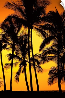 Hawaii, Big Island, View Of Palm Trees Silhouetted By Fiery Sun
