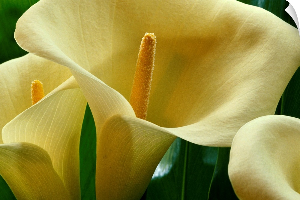 Large calla lilies are photographed very closely to show the detail of the petals and center.