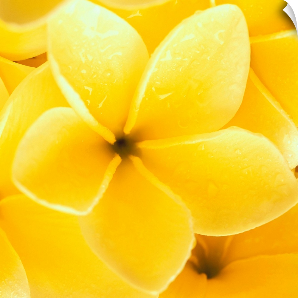 Hawaii, Close-Up Detail Of Yellow Plumeria Flowers