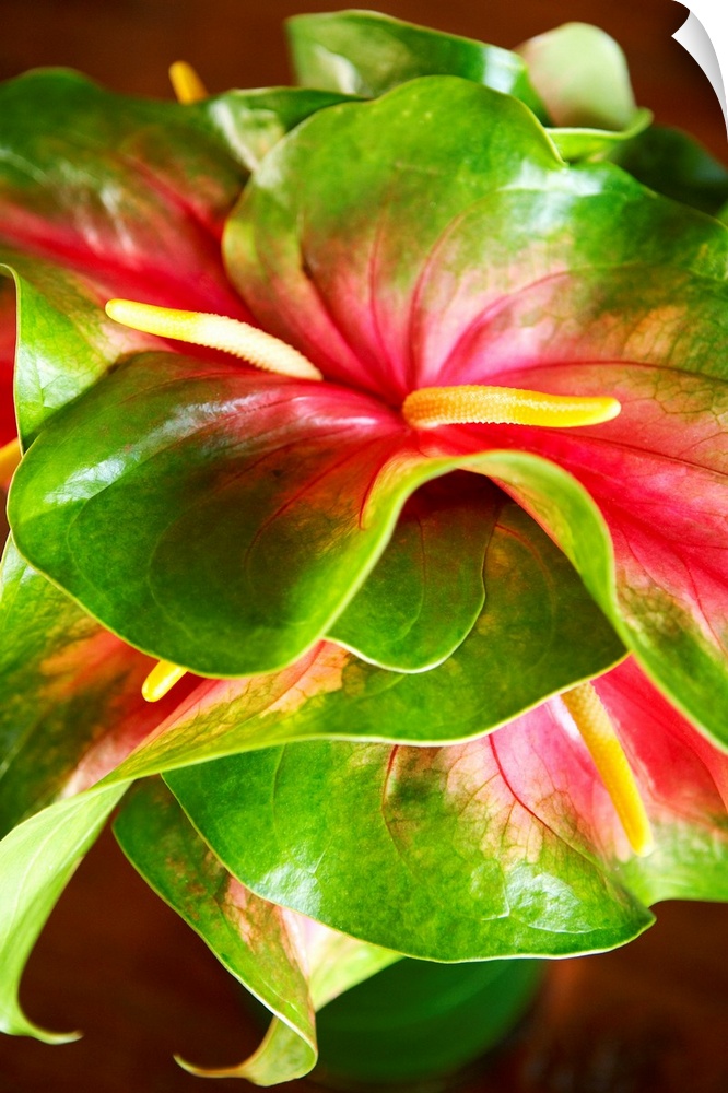Hawaii, Close-Up Of A Green And Red Anthurium