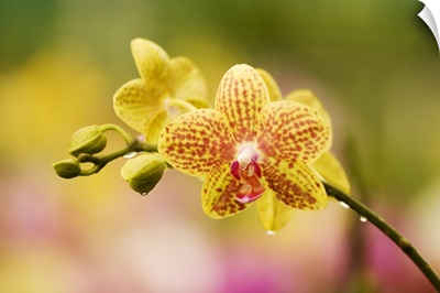 Hawaii, Close-Up Of Yellow Spotted Orchids With Dewdrops