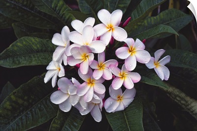 Hawaii, Cluster Of White Plumeria Flowers On Tree