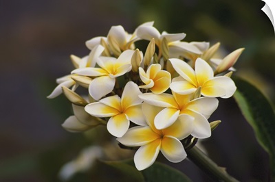 Hawaii, Cluster Of White Plumeria (Frangipani) Flowers On Tree