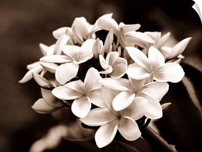Hawaii, Cluster of white plumeria (frangipani) flowers on tree