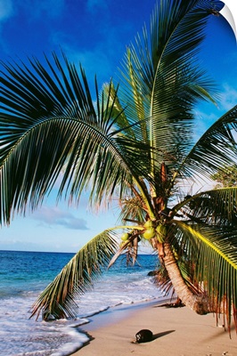 Hawaii, Coconut Laying On A Sandy Tropical Beach Beneath A Palm Tree
