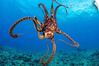Hawaii, Day Octopus