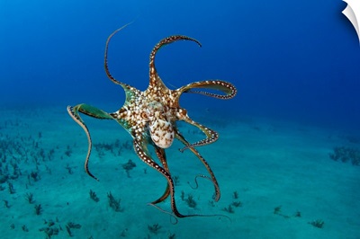 Hawaii, Day Octopus (Octopus Cyanea)