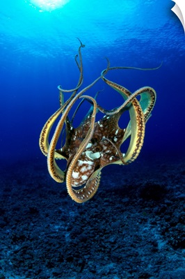 Hawaii, Day Octopus (Octopus Cyanea)