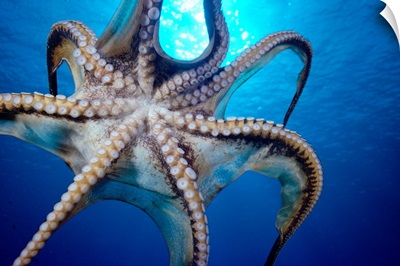 Hawaii, Day Octopus (Octopus Cyanea) In Midwater, Underside