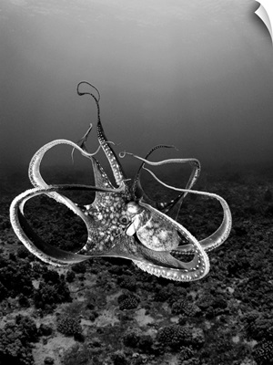 Hawaii, Day Octopus (Octopus Cyanea) In Ocean Water