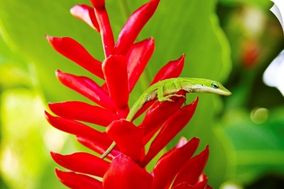 Hawaii, Green Anole Lizard On Red Ginger Plant