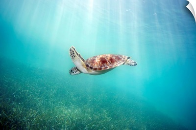 Hawaii, Green Sea Turtle