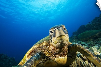 Hawaii, Green Sea Turtle (Chelonia Mydas) Above Coral Reef