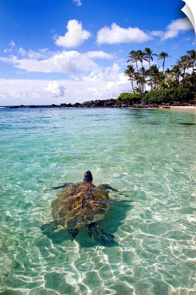 Vertical photo print of a big turtle swimming in the ocean near the shore with his head sticking out of the water and palm...