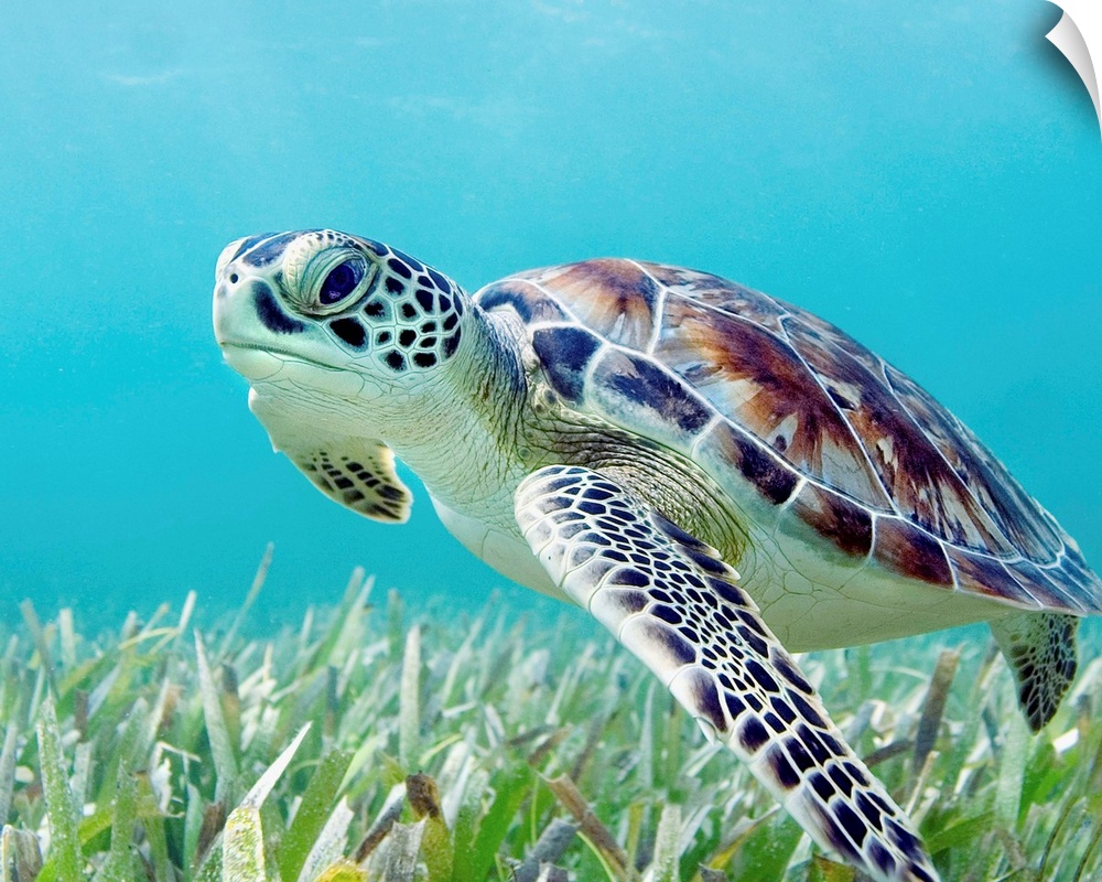 A large turtle is photographed underwater as it swims near the ocean floor.