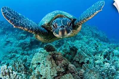Hawaii, Green Sea Turtle (Chelonia Mydas) Gliding Through The Water