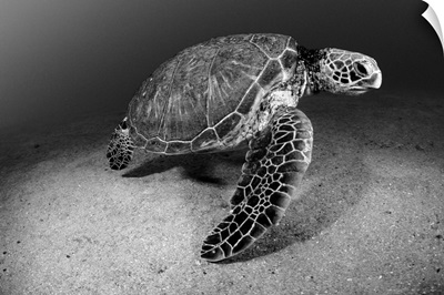 Hawaii, Green Sea Turtle (Chelonia Mydas) Near Sandy Ocean Bottom