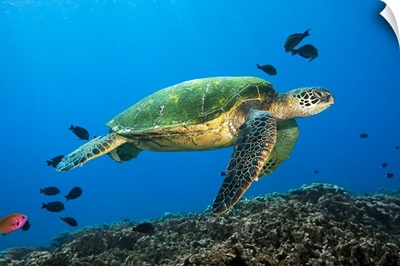Hawaii, Green Sea Turtle swimming in the Pacific Ocean