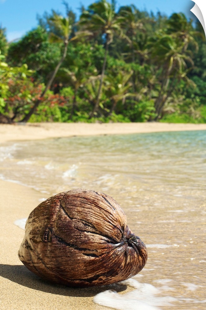 Hawaii, Kauai, Waikoko, Close-Up Of Coconut On Sandy Beach