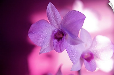 Hawaii, Kauai, White Orchid With Pink Lighting