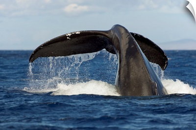 Hawaii, Lanai, Tail Of A Humpback Whale (Megaptera Novaeangliae)