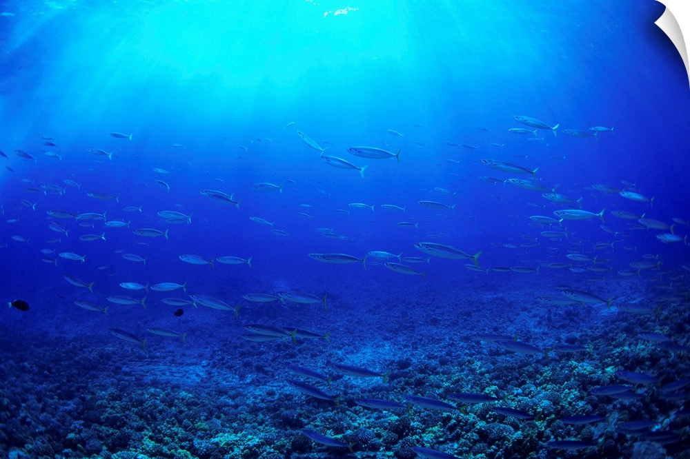 Hawaii, Mackerel Scad, Opelu (Decapterus Macarellus) School In Blue Ocean