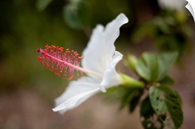 Hawaii, Maui, A Close-up Of White Hibiscus Flower