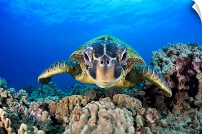 Hawaii, Maui, A Wide Angle Of A Green Sea Turtle (Chelonia Mydas)