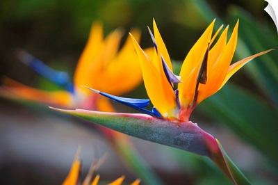 Hawaii, Maui, Bird Of Paradise Blossoms