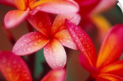 Hawaii, Maui, Close-Up Of Dark Pink Plumeria Flowers