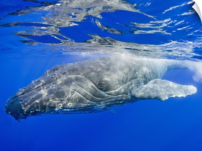Hawaii, Maui, Close-Up Of Humpback Whale Near The Ocean's Surface