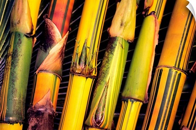 Hawaii, Maui, Closeup Of Bamboo Stalks