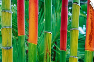 Hawaii, Maui, Detail Of Red Wax Palm Stalks Lined Up