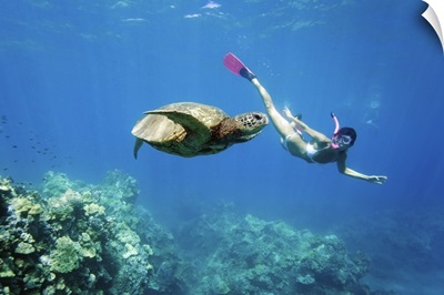 Hawaii, Maui, Green Sea Turtle (Chelonia Mydas) Honu And Free Diver