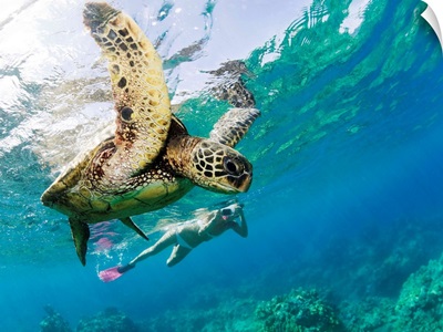 Hawaii, Maui, Green Sea Turtle Honu And Free Diver