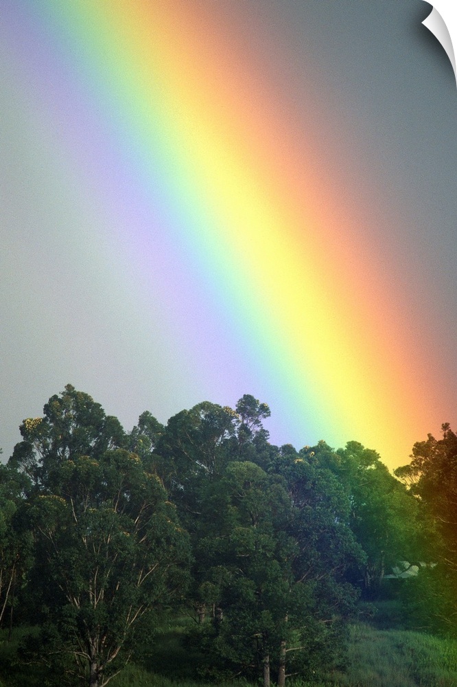 Hawaii, Maui, Haiku, Bright Rainbow In Misty Skies Over Trees