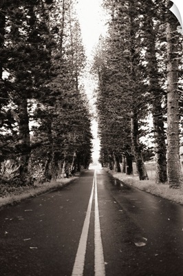 Hawaii, Maui, Hana Highway, Street Lined With Norfolk Pines