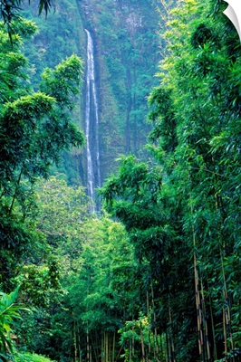 Hawaii, Maui, Hana, Oheo Gorge, Waimoku Falls, And Bamboo Forest