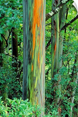 Hawaii, Maui, Hana, Rainbow Eucalyptus Tree Trunk