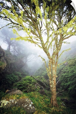 Hawaii, Maui, Kaupo, Tree With Moss Growth, Lush Greenery, Foggy Scenic